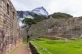 Stone terraces and a lone tree in the lost Inca city