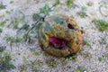 rotten watermelon on the sand