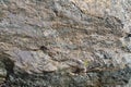 Stone texture. Garnet mica schist large solid Royalty Free Stock Photo