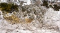 Stone texture with moss and lichen. White natural travertine background covered with golden moss and lichen with space for text Royalty Free Stock Photo