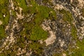 Stone texture with green moss Royalty Free Stock Photo