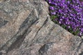 Stone texture with little violet flowerets