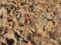 Stone texture on the Red Sea of Egypt Royalty Free Stock Photo