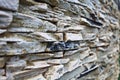 Stone texture rock Royalty Free Stock Photo