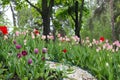 Stone tile garden path with blooming red tulips by the sides. Red tulip flowers near garden sidewalk paved with outdoor tiles. Royalty Free Stock Photo