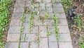 Stone tile path or trail with weeds in the cracks