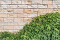 Stone tiles wall with ivy as a background Royalty Free Stock Photo