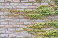 Stone tiles wall with ivy as a background Royalty Free Stock Photo