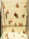 stone tools on the display