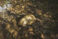 Stone under the sun in a mountain stream closeup