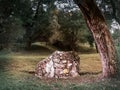 A stone under the tree