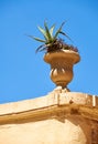 Stone vase with agave on the top of the wall in Mdina. Malta Royalty Free Stock Photo