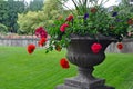 Stone vase with begonias