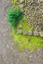 stone walk and pebble in the Japanese park, green moss on the gr Royalty Free Stock Photo