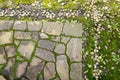 stone walk and pebble in the Japanese park, green moss on the gr