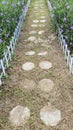 Stone walk way winding in spring formal flower garden