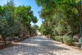 Stone walking path at the park Royalty Free Stock Photo