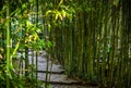 Stone walkway through bamboo forest Royalty Free Stock Photo
