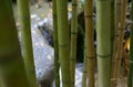 Stone walkway through bamboo forest Royalty Free Stock Photo