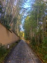 Stone walkway between fresh bamboo forest and temple wall for background Royalty Free Stock Photo