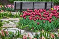 Stone walkway and park bench surrounded by vibrant purple tulip gardens Royalty Free Stock Photo