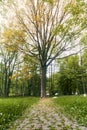 Stone walkway to an old tree. Park in the city of Zelenogradsk. Kaliningrad Royalty Free Stock Photo