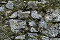 Stone wall as a background or texture. Moldy masonry. An example of masonry as a cladding of external walls.