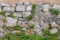 Stone wall background with vegetation Royalty Free Stock Photo
