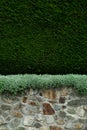 Stone wall and cedar hedge texture Royalty Free Stock Photo