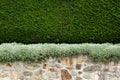 Stone wall and cedar hedge texture Royalty Free Stock Photo