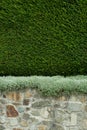 Stone wall and cedar hedge texture Royalty Free Stock Photo