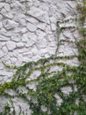 Stone wall with climbing plants. Vintage background