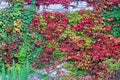 Stone wall covered in colorful ivy