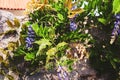 Stone wall covered green bush with flowers. Royalty Free Stock Photo