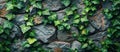 Stone Wall Covered in Green Ivy Leaves Royalty Free Stock Photo