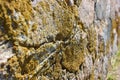 Stone wall covered with lichen. Stone background covered with lichen. Royalty Free Stock Photo