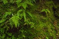 Stone wall covered with moss and ferns as background