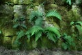 Stone Wall Covered With Moss And Ferns, Sicily