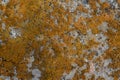 Stone wall covered by orange and green lichen Royalty Free Stock Photo