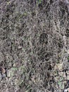 Stone wall covered by a tangle of dry gray bushes with a few green leaves. Natural texture. House facade.