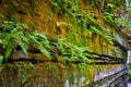 Stone wall with cracks and covered in ferns and moss
