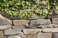 Stone Wall with Creeping Fig Vine Growing on Top