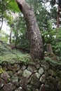 Stone wall with different sized stones with a tree on top