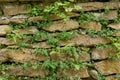 Stone wall with fern green plants as natural texture background Royalty Free Stock Photo