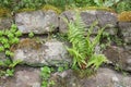 Stone wall with ferns and moss Royalty Free Stock Photo