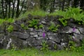 Stone wall with Foxgloves(disambiguation) dartmoor