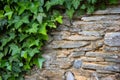 Stone wall with green ivy leaves with copy space for background or texture. Climbing plant, vine plant growing on antique rock Royalty Free Stock Photo