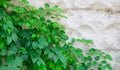 Stone wall with green ivy leaves with copy space for background or texture. Climbing plant, vine plant growing on antique rock Royalty Free Stock Photo