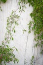 Stone wall with green leaves background. Grey concrete fence with Virginia Creeper green leaves. Climbing plant Royalty Free Stock Photo