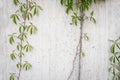 Stone wall with green leaves background. Grey concrete fence with Virginia Creeper green leaves. Climbing plant Royalty Free Stock Photo